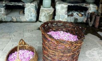  Празник на розата в Стрелча - розобер и розоварна 