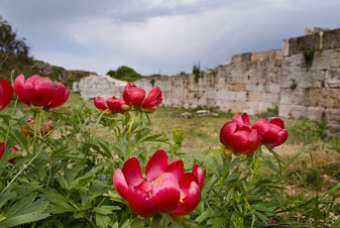 Сред дивите божури на Яйлата и Камен бряг 